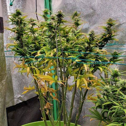 Lofty Moose growlog timeline photo
