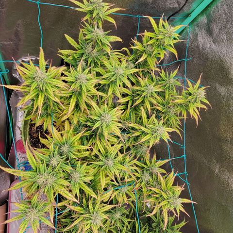 Lofty Moose growlog timeline photo