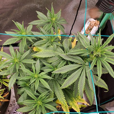 Princess Peach growlog timeline photo