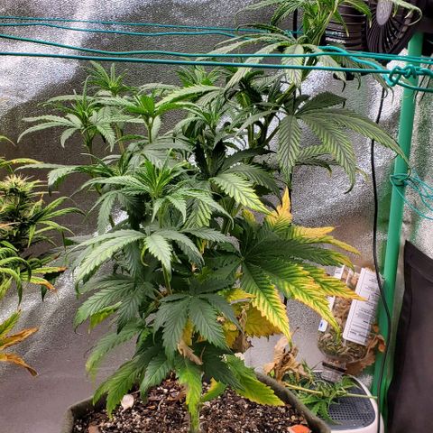 Princess Peach growlog timeline photo