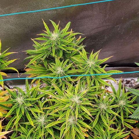 Liz Lemon growlog timeline photo