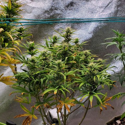 Liz Lemon growlog timeline photo