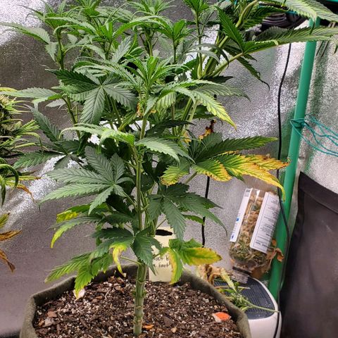 Princess Peach growlog timeline photo