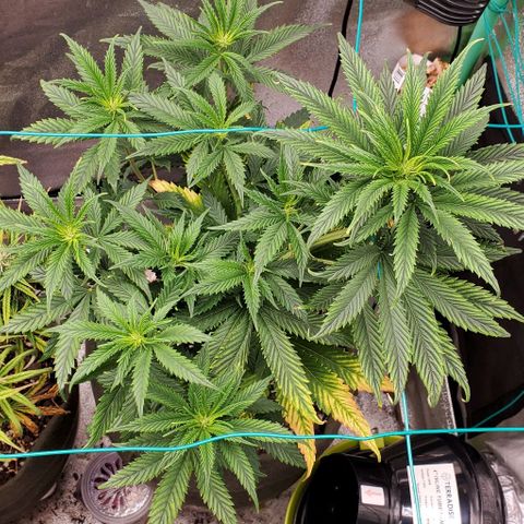 Princess Peach growlog timeline photo
