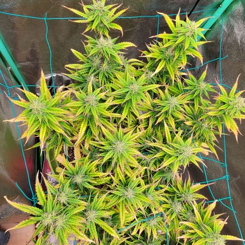 Lofty Moose growlog timeline photo