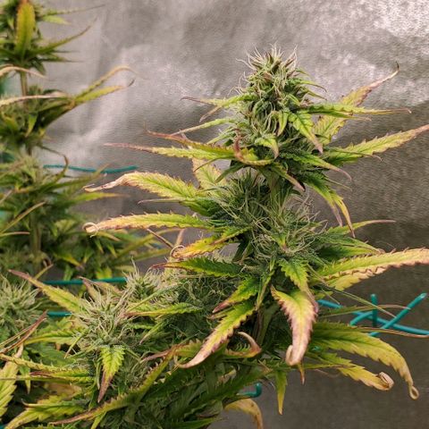 Lofty Moose growlog timeline photo
