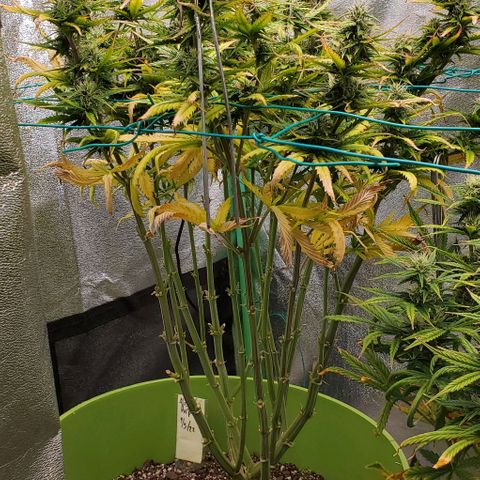 Lofty Moose growlog timeline photo