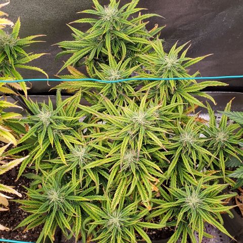 Liz Lemon growlog timeline photo