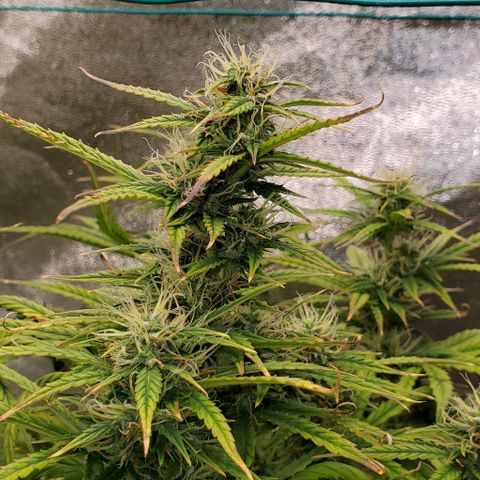 Liz Lemon growlog timeline photo
