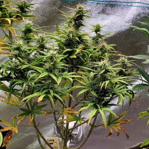 Liz Lemon growlog timeline photo