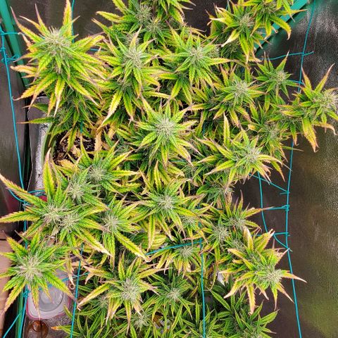 Lofty Moose growlog timeline photo