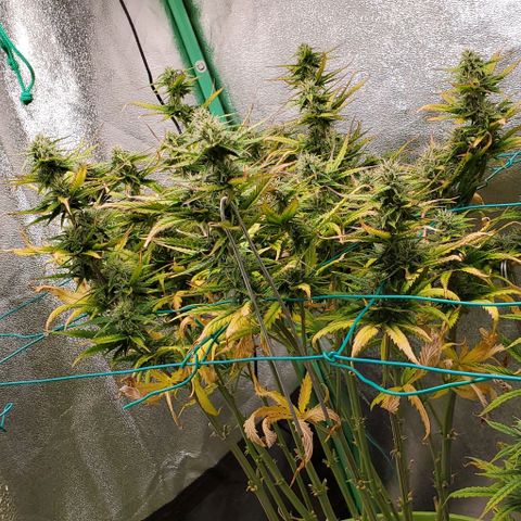 Lofty Moose growlog timeline photo