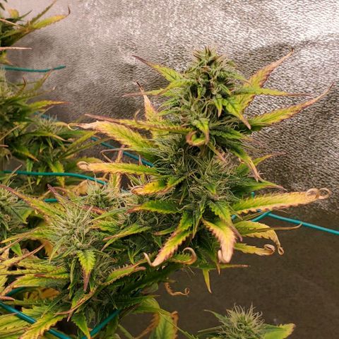 Lofty Moose growlog timeline photo