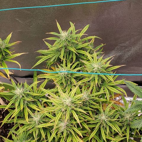 Liz Lemon growlog timeline photo