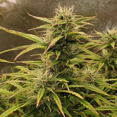 Liz Lemon growlog timeline photo