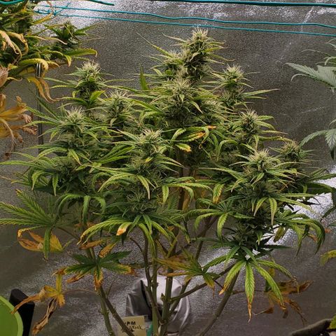 Liz Lemon growlog timeline photo