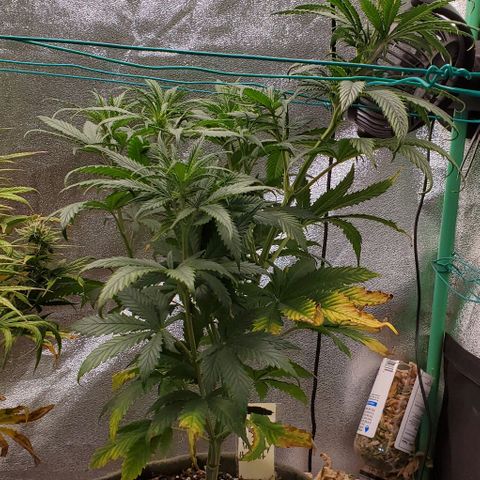 Princess Peach growlog timeline photo