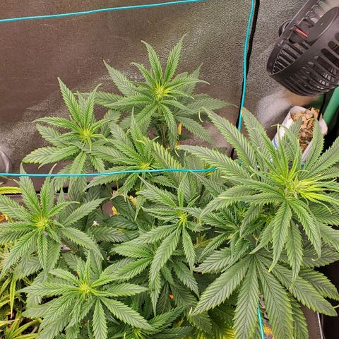 Princess Peach growlog timeline photo