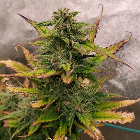 Lofty Moose growlog timeline photo