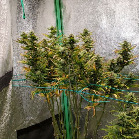 Lofty Moose growlog timeline photo