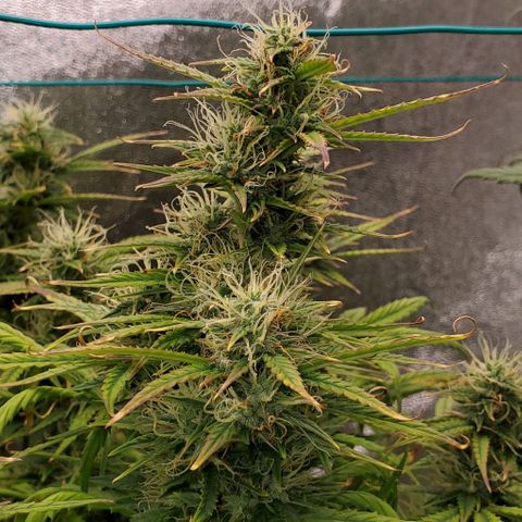 Liz Lemon growlog timeline photo