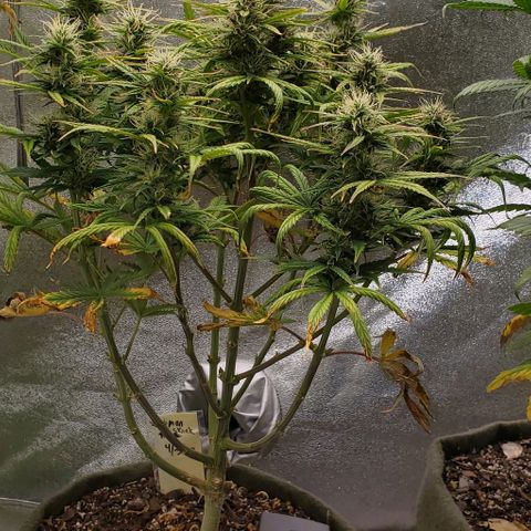 Liz Lemon growlog timeline photo