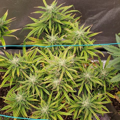 Liz Lemon growlog timeline photo