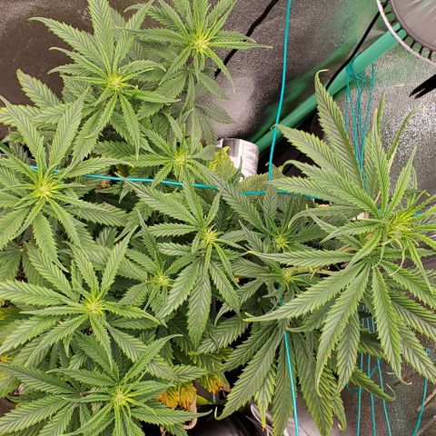 Princess Peach growlog timeline photo