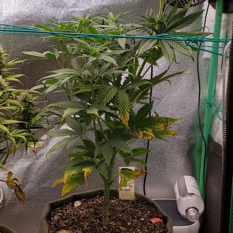 Princess Peach growlog timeline photo