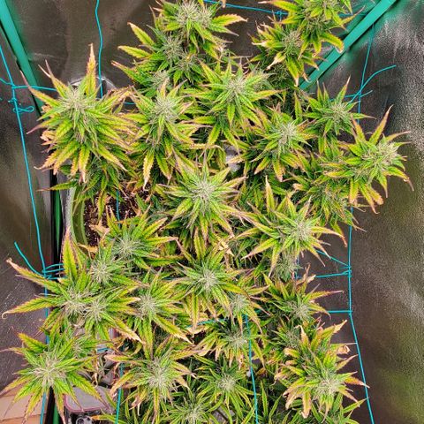 Lofty Moose growlog timeline photo