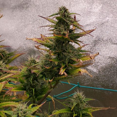 Lofty Moose growlog timeline photo