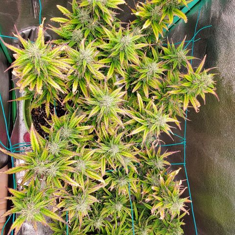 Lofty Moose growlog timeline photo