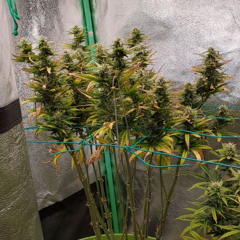 Lofty Moose growlog timeline photo