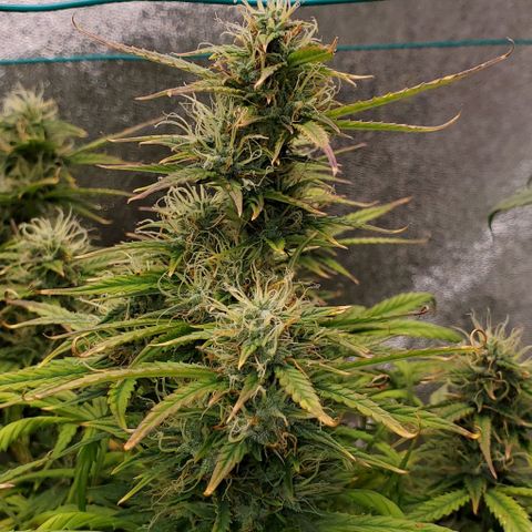 Liz Lemon growlog timeline photo