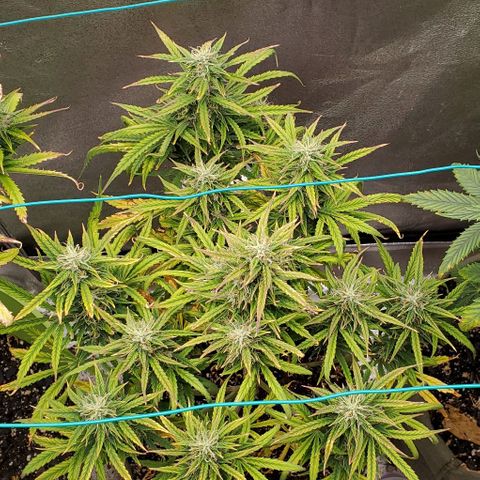 Liz Lemon growlog timeline photo