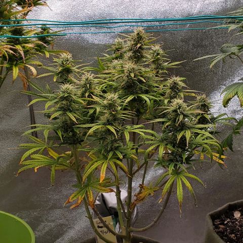 Liz Lemon growlog timeline photo