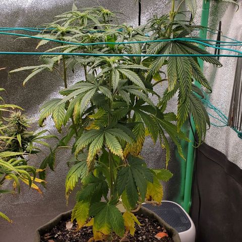 Princess Peach growlog timeline photo