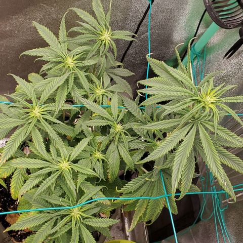 Princess Peach growlog timeline photo