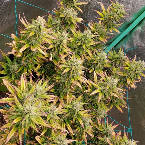 Lofty Moose growlog timeline photo
