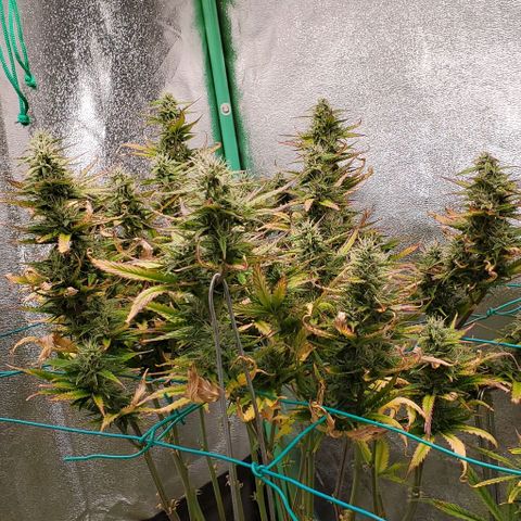 Lofty Moose growlog timeline photo