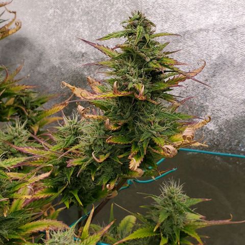 Lofty Moose growlog timeline photo