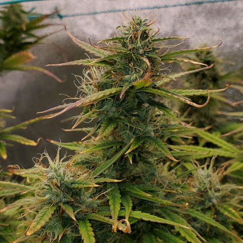 Liz Lemon growlog timeline photo