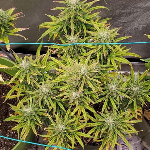 Liz Lemon growlog timeline photo