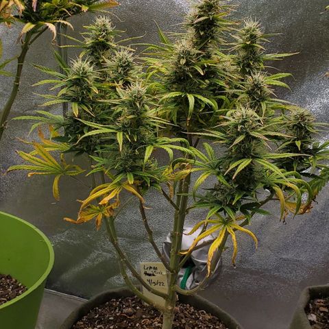 Liz Lemon growlog timeline photo