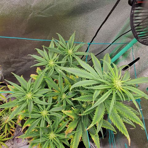 Princess Peach growlog timeline photo