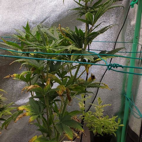 Princess Peach growlog timeline photo