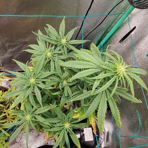 Princess Peach growlog timeline photo
