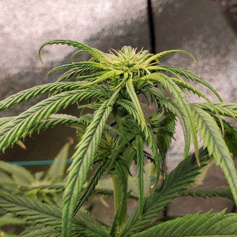 Princess Peach growlog timeline photo