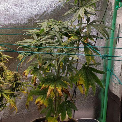 Princess Peach growlog timeline photo