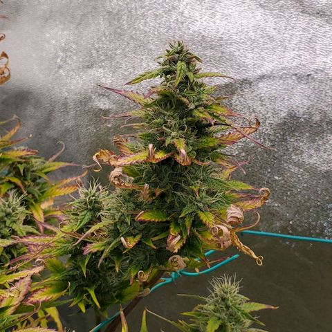 Lofty Moose growlog timeline photo
